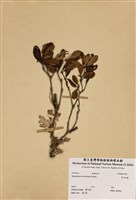 藏品(著生杜鵑)的圖片